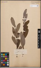 Foto von Salix cinerea L.